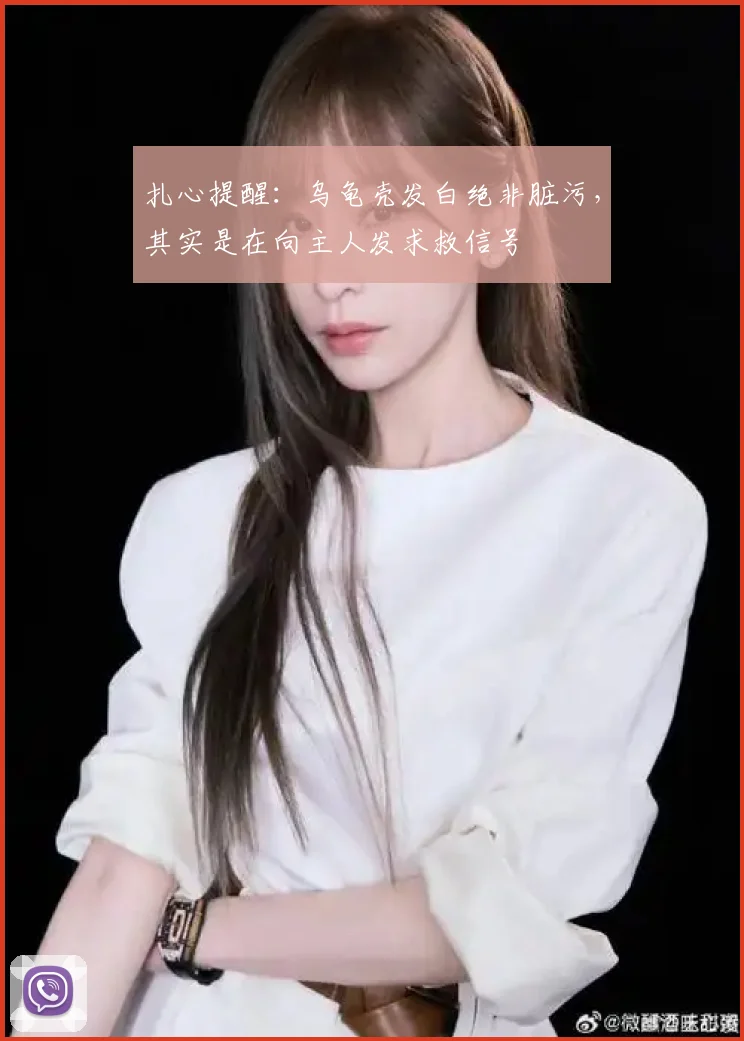 扎心提醒：乌龟壳发白绝非脏污，其实是在向主人发求救信号